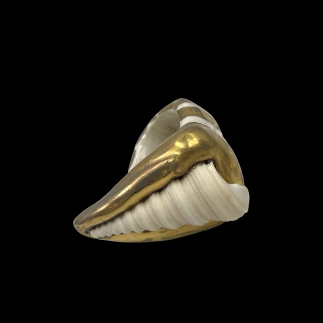 She Sells Sea Shells